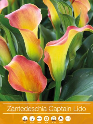 Zantedeschia Captain Lido