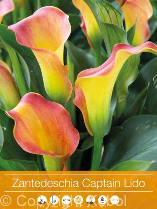 Zantedeschia Captain Lido