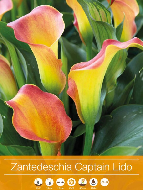 Zantedeschia Captain Lido
