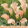 Zantedeschia Auckland