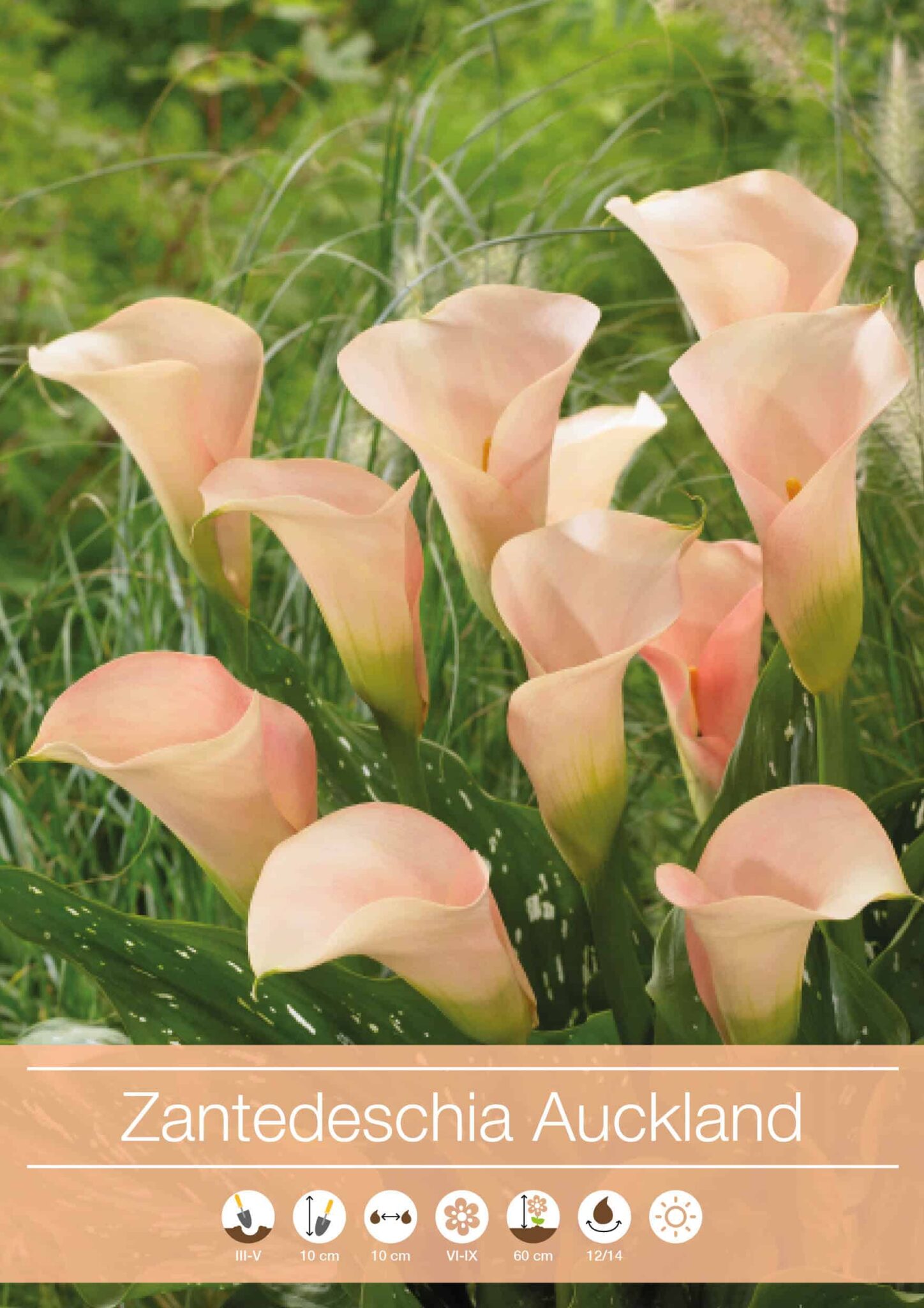 Zantedeschia Auckland