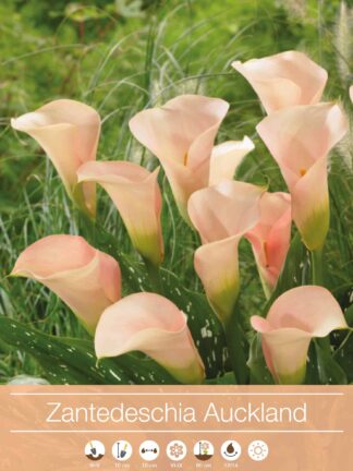 Zantedeschia Auckland