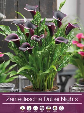 Zantedeschia Dubai Nights