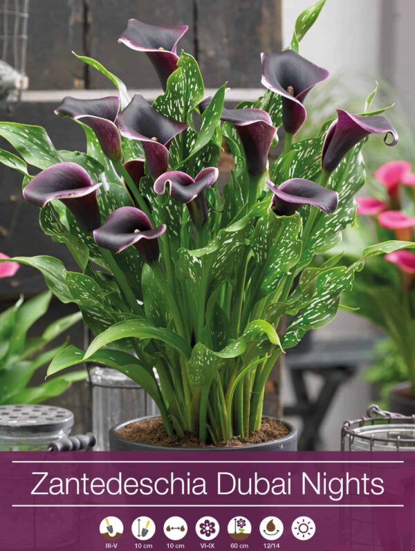 Zantedeschia Dubai Nights