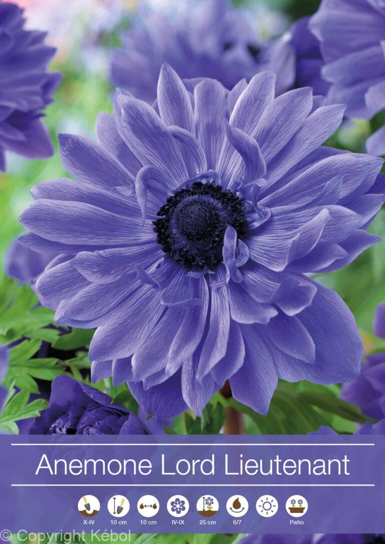 Anemone Lord Lieutenant