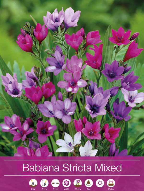 Babiana Stricta Mixed
