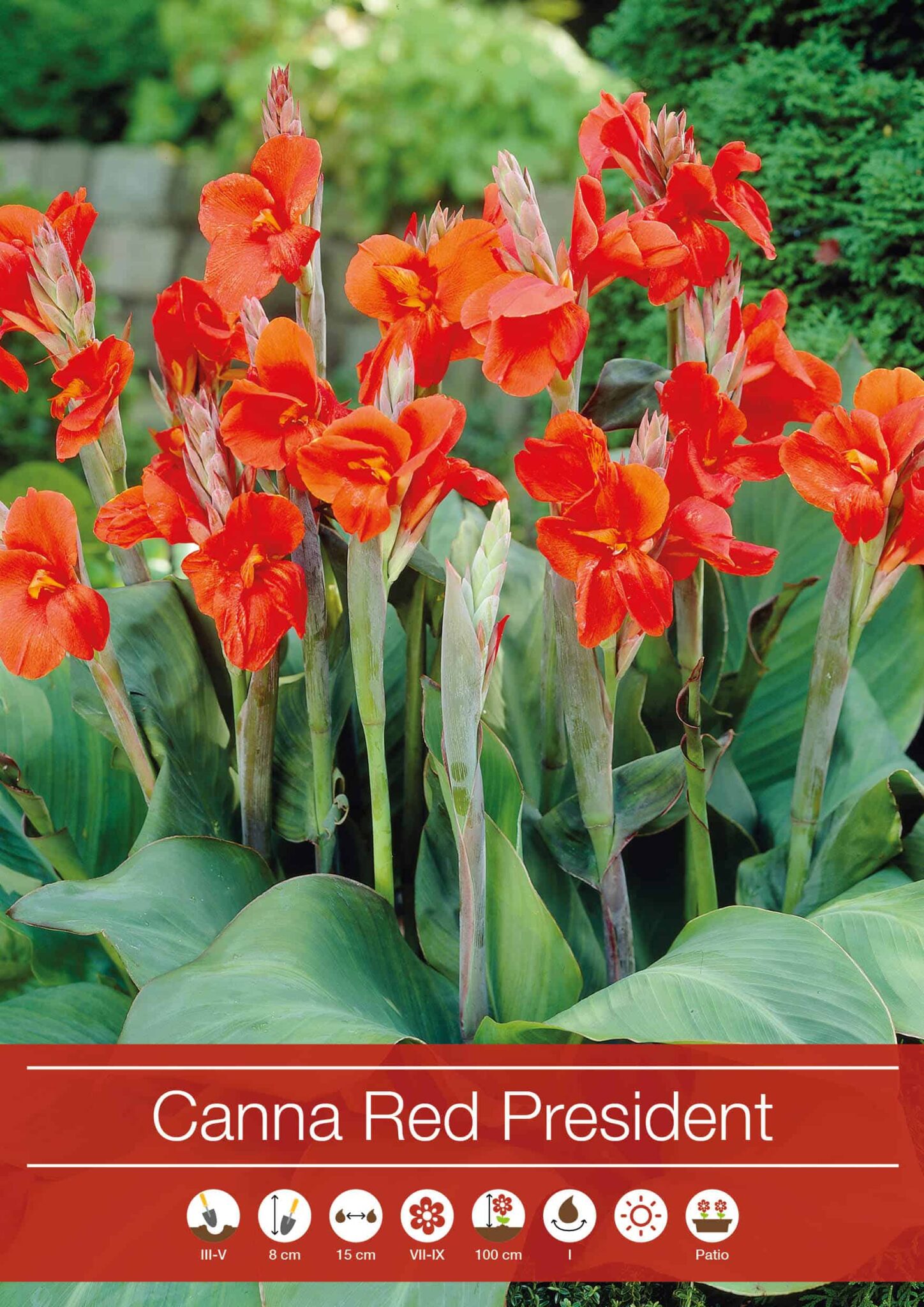 Canna Red President