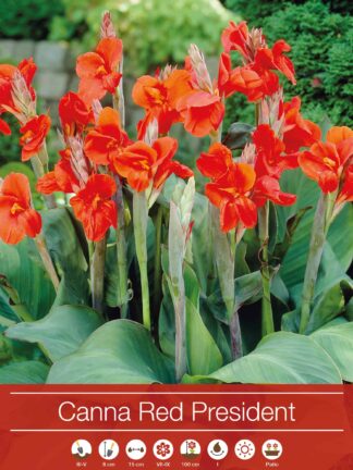 Canna Red President