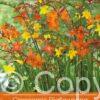 Crocosmia Bigflowering