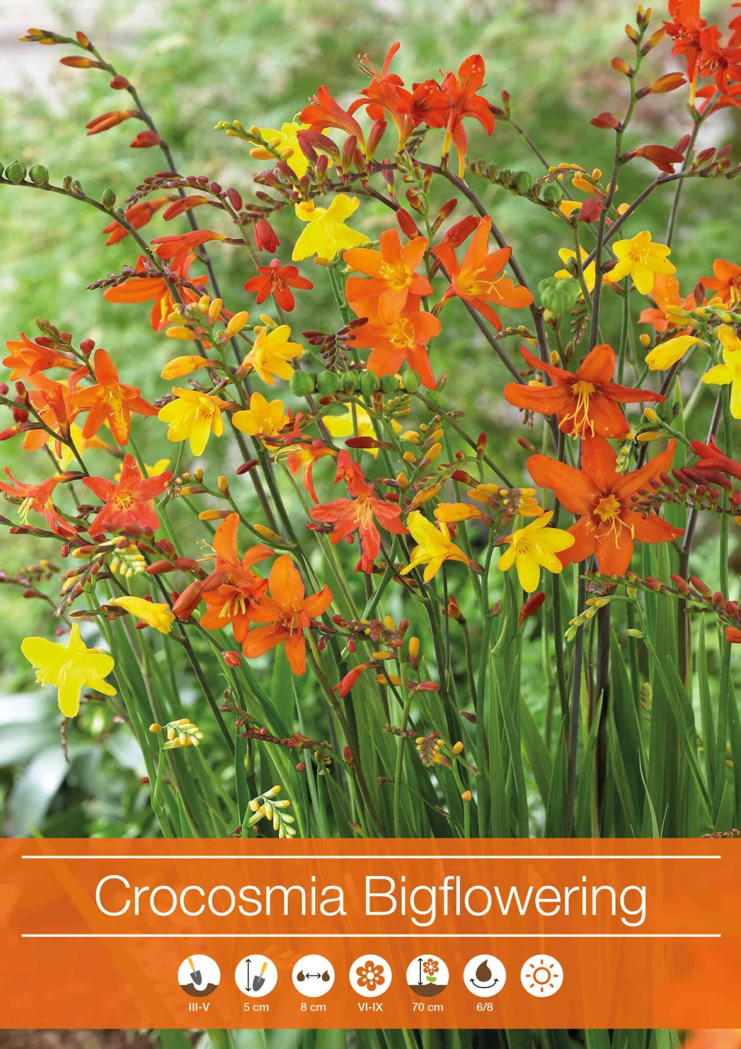 Crocosmia Bigflowering