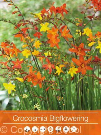 Crocosmia Bigflowering