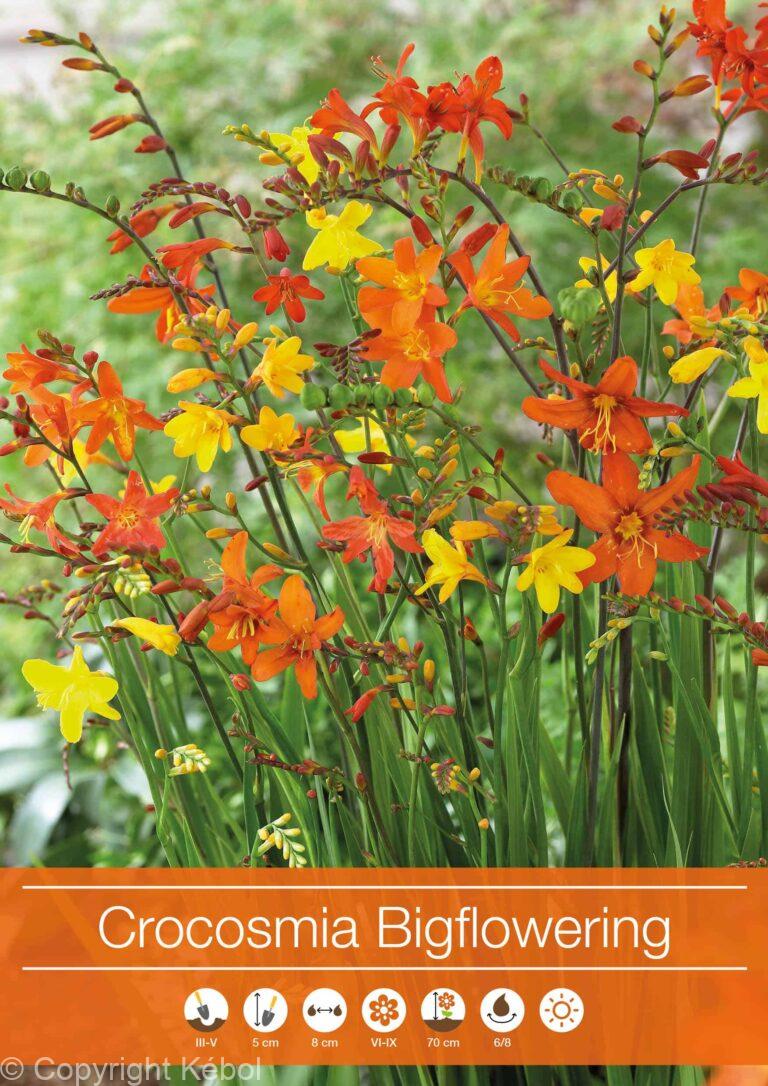 Crocosmia Bigflowering