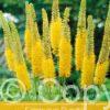 Eremurus Bungei