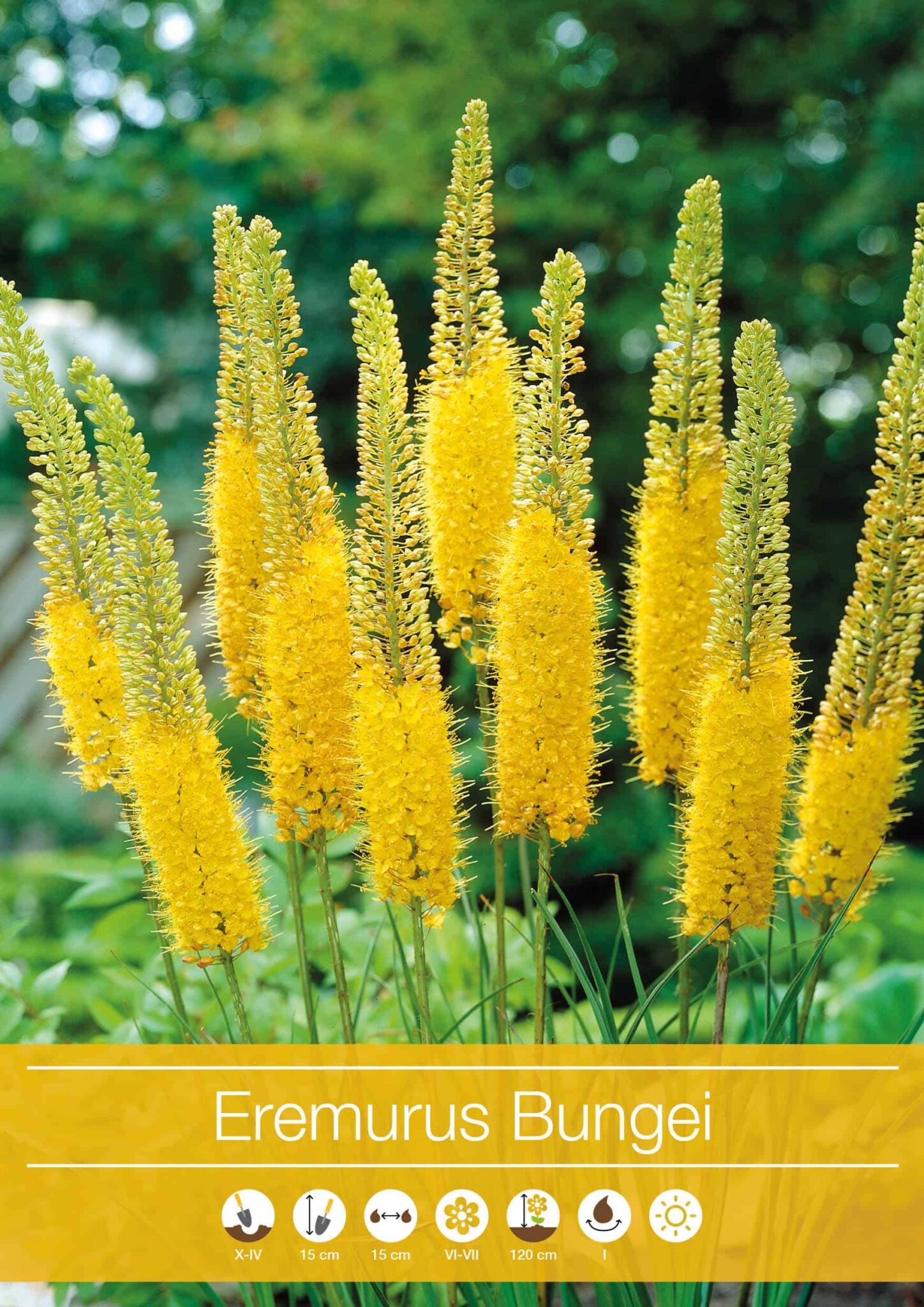 Eremurus Bungei