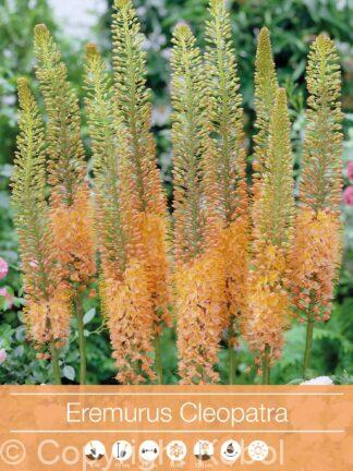 Eremurus Cleopatra
