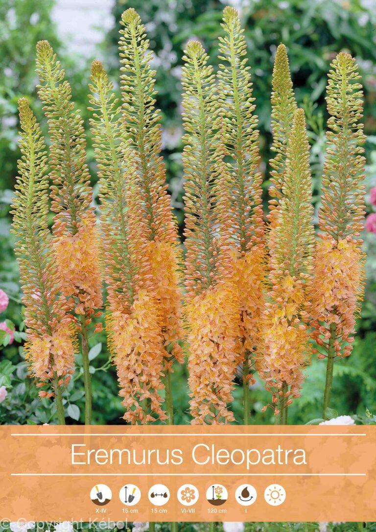 Eremurus Cleopatra