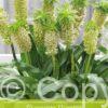 Eucomis Bicolor