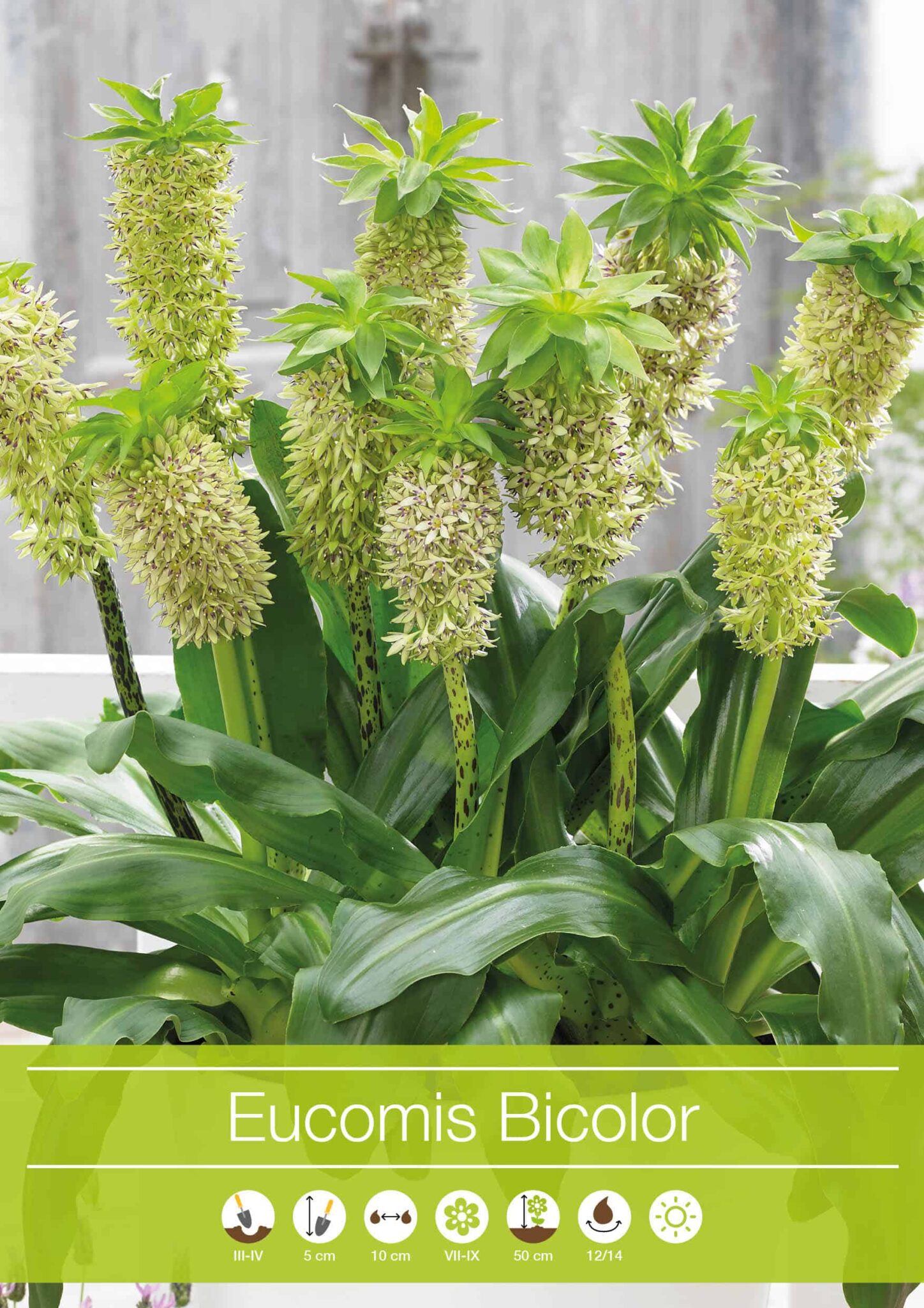 Eucomis Bicolor