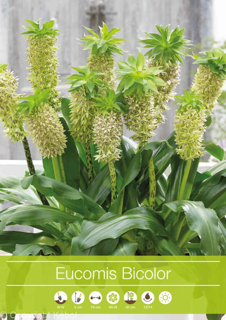 Eucomis Bicolor