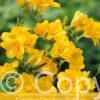 Freesia Double Yellow
