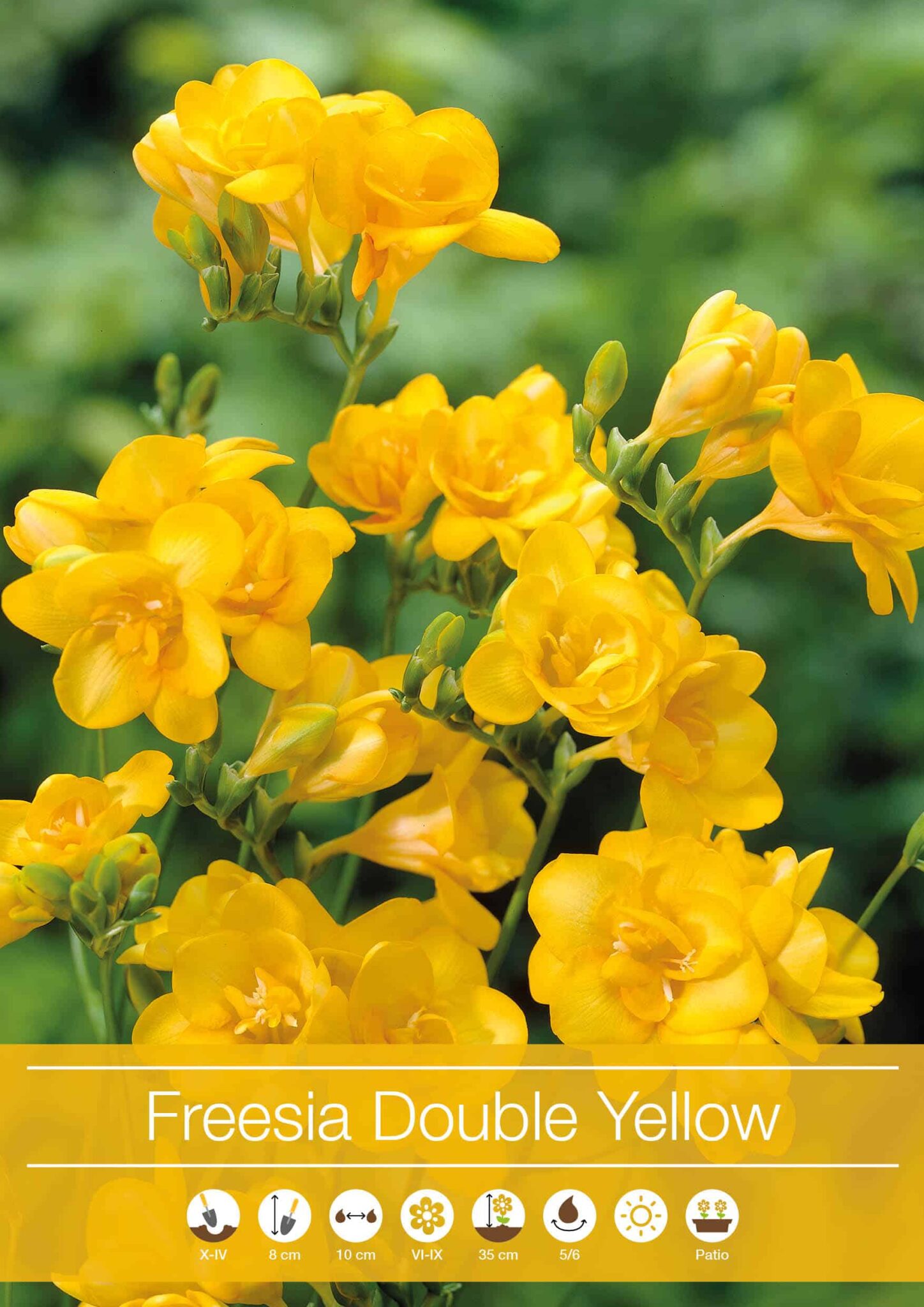 Freesia Double Yellow