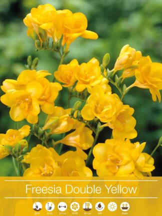 Freesia Double Yellow