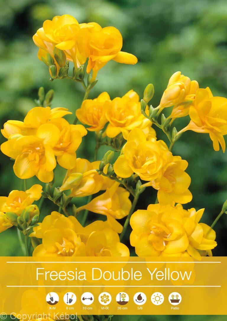 Freesia Double Yellow