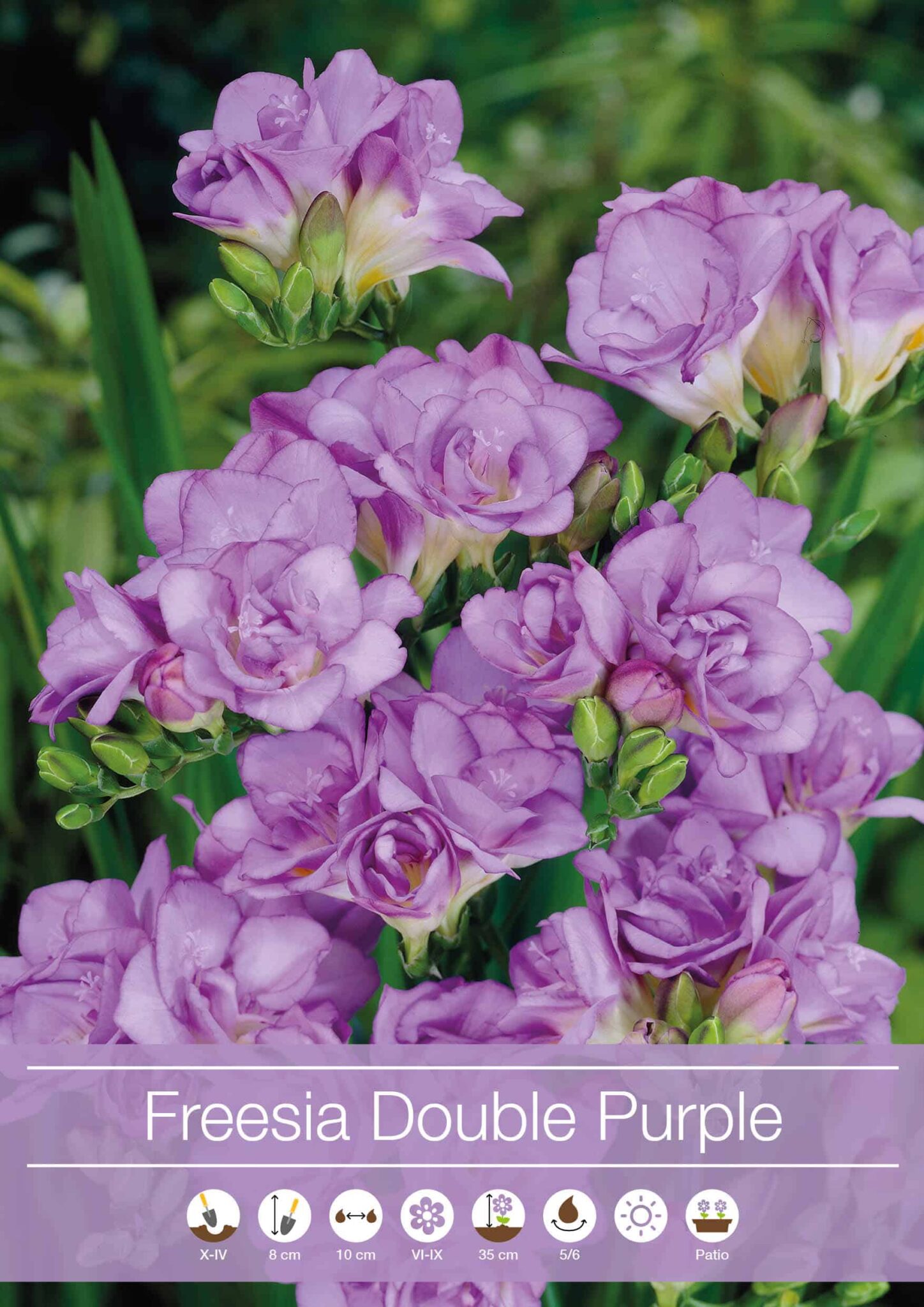 Freesia Double Purple