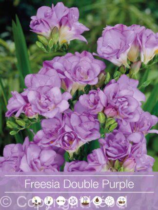 Freesia Double Purple
