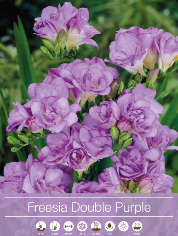 Freesia Double Purple