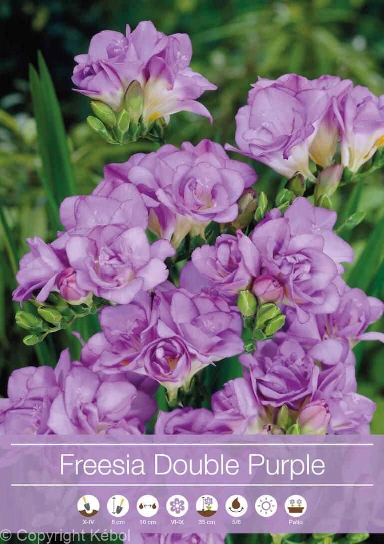 Freesia Double Purple