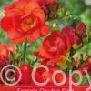 Freesia Double Red