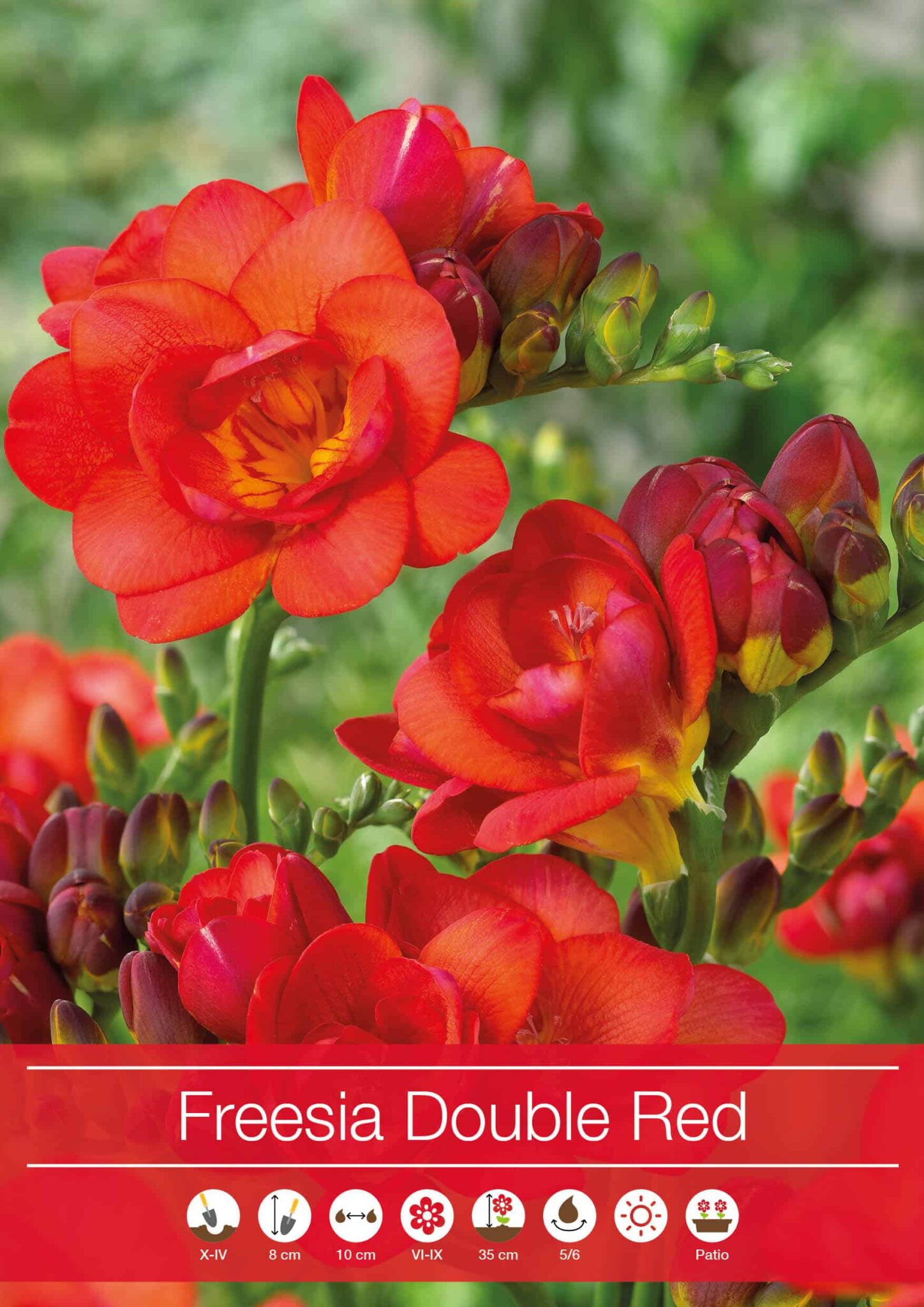Freesia Double Red