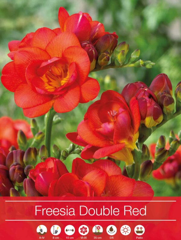 Freesia Double Red