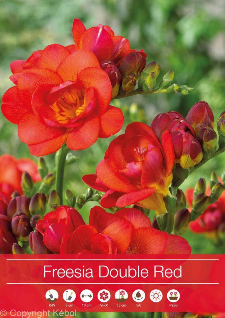 Freesia Double Red