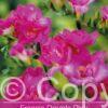 Freesia Double Pink
