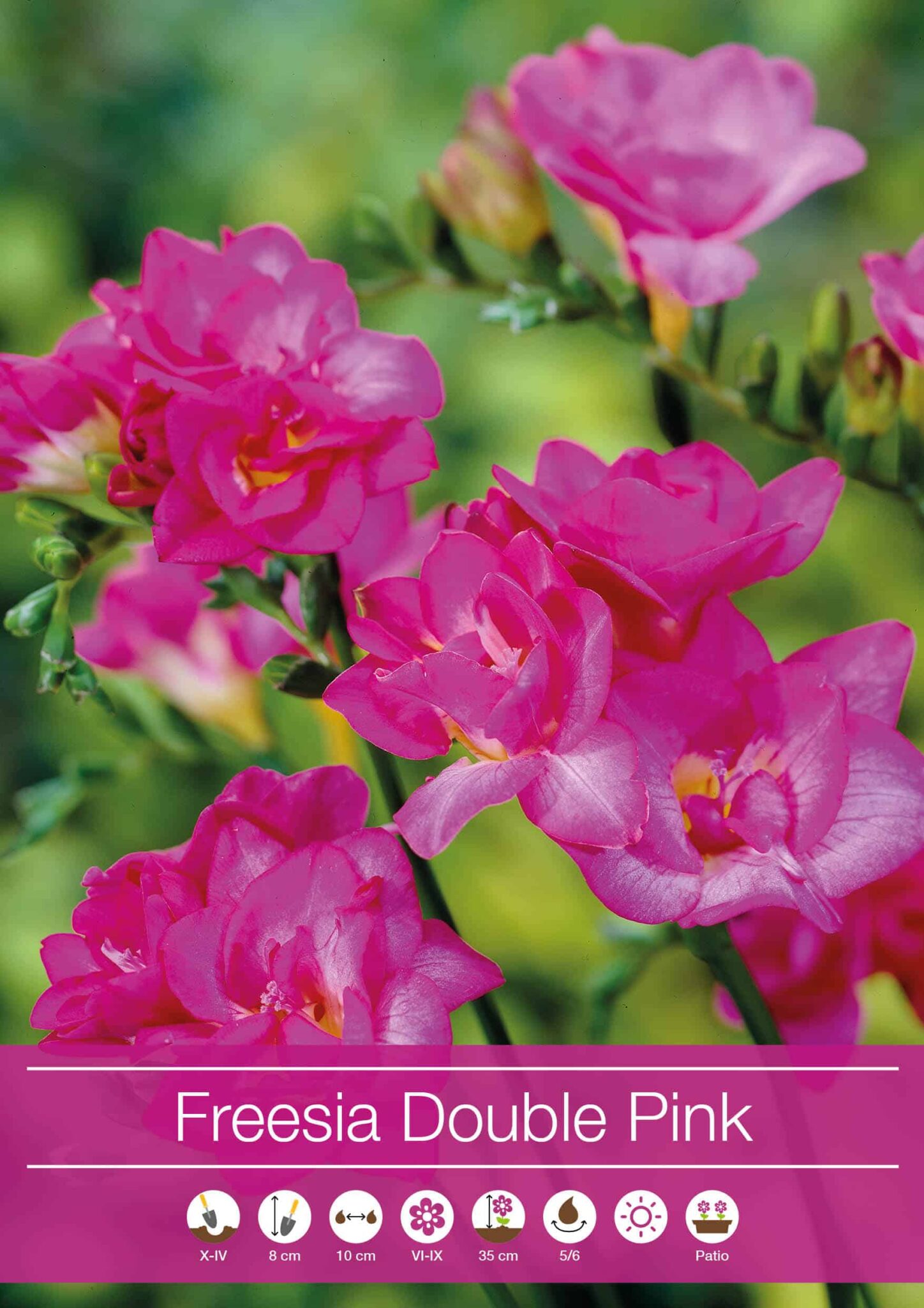 Freesia Double Pink