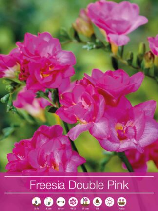 Freesia Double Pink
