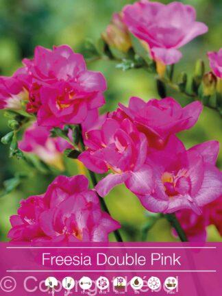 Freesia Double Pink