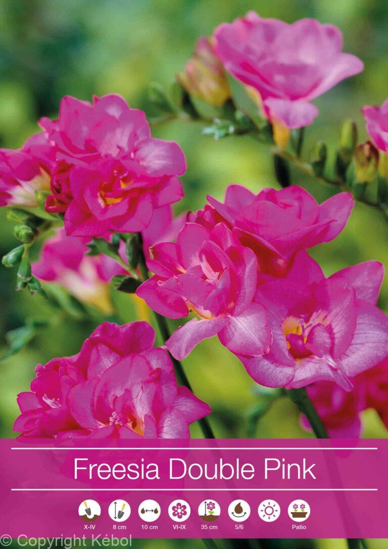 Freesia Double Pink