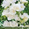 Freesia Double White