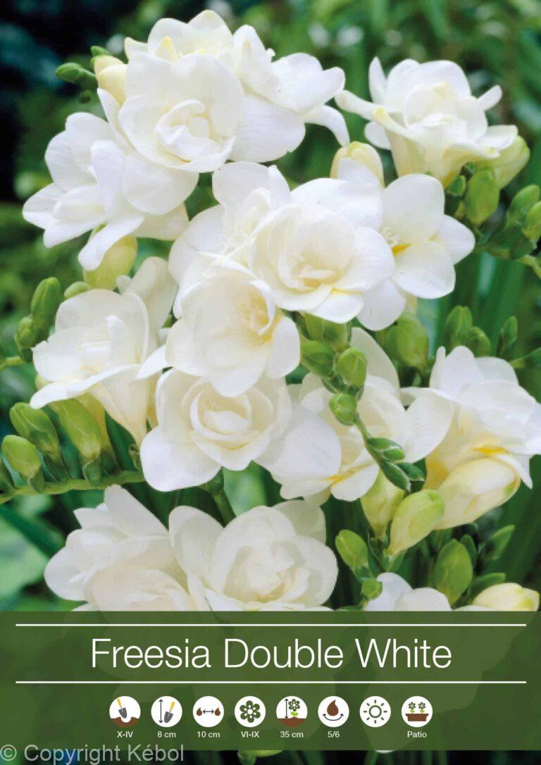 Freesia Double White