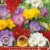Freesia Single Mixed