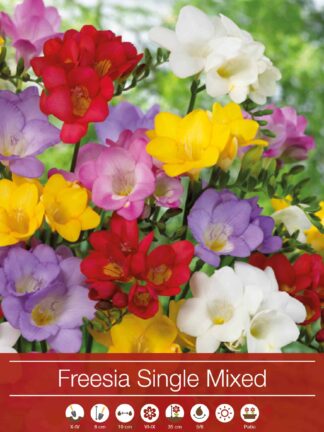 Freesia Single Mixed