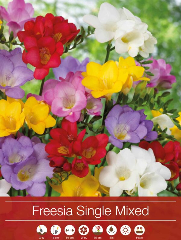 Freesia Single Mixed
