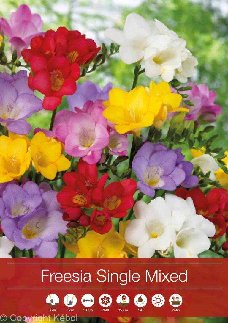 Freesia Single Mixed