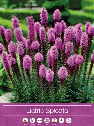 Liatris Spicata