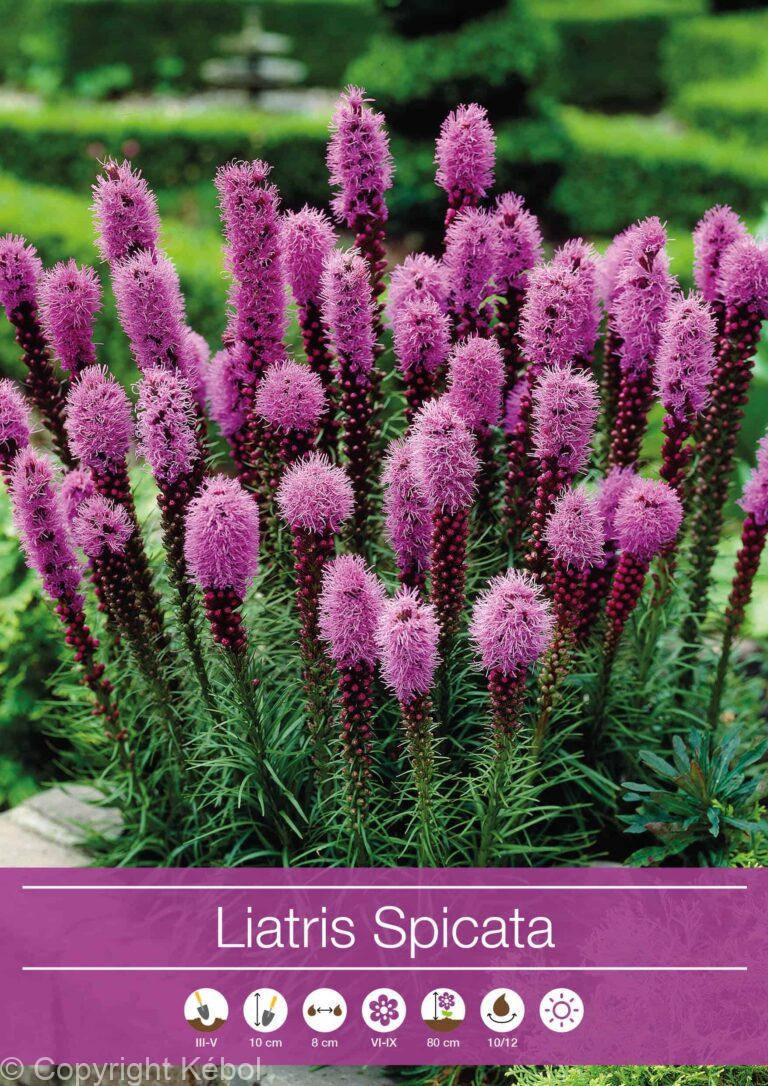 Liatris Spicata