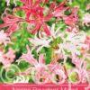Nerine Bowdenii Mixed