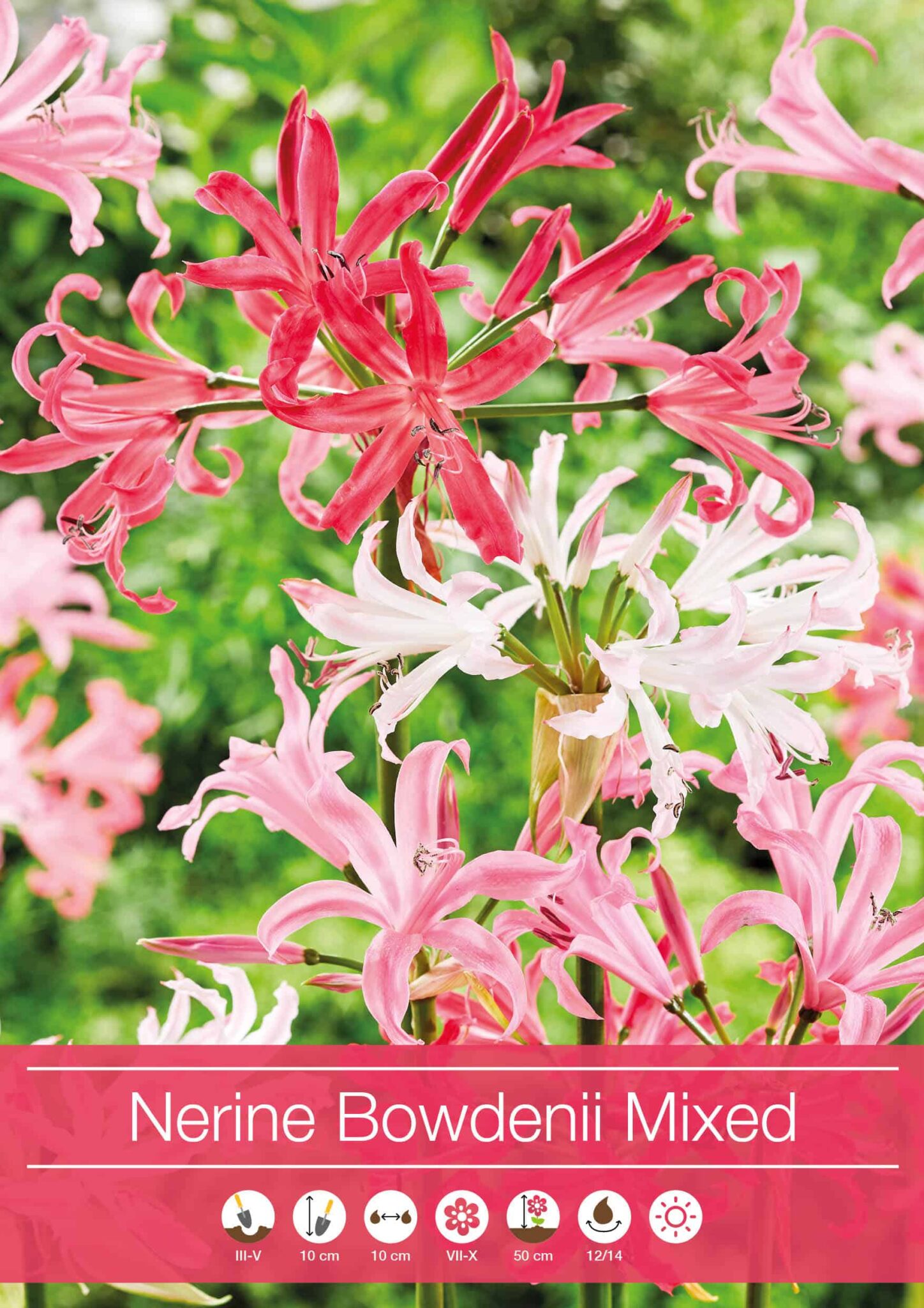 Nerine Bowdenii Mixed